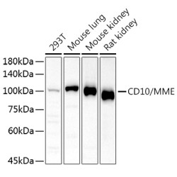 CD10/MME Rabbit pAb