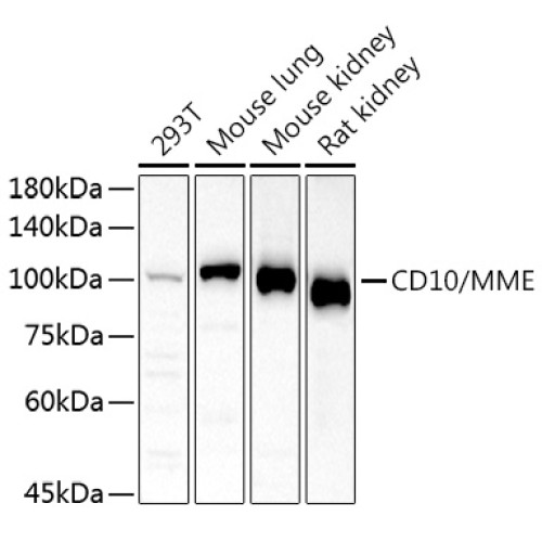 CD10/MME Rabbit pAb