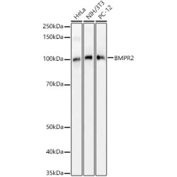 BMPR2 Rabbit pAb