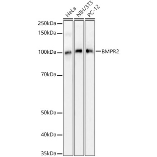BMPR2 Rabbit pAb