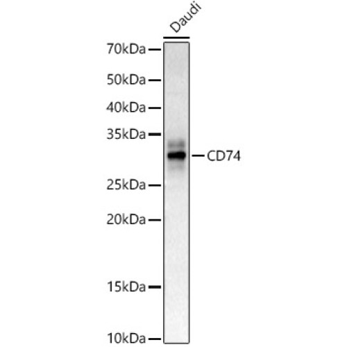 CD74 Rabbit pAb
