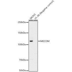 MECOM Rabbit pAb