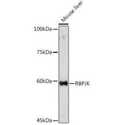 RBPJK Rabbit pAb