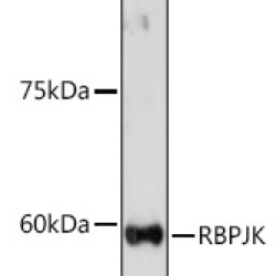 RBPJK Rabbit pAb