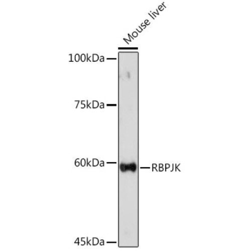 RBPJK Rabbit pAb