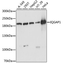 IQGAP1 Rabbit pAb
