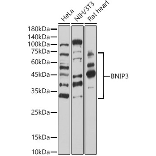 BNIP3 Rabbit pAb