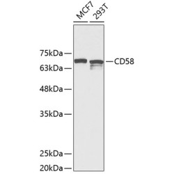 CD58 Rabbit pAb