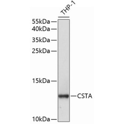 CSTA Rabbit pAb