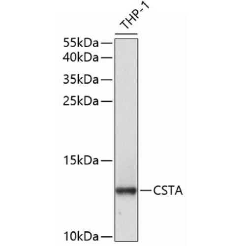 CSTA Rabbit pAb