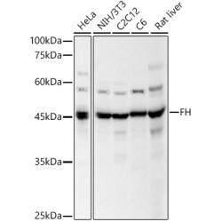 FH Rabbit pAb