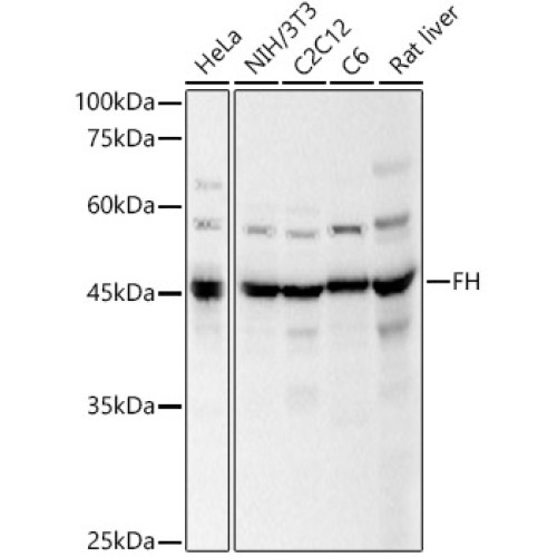 FH Rabbit pAb