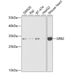 GRB2 Rabbit pAb