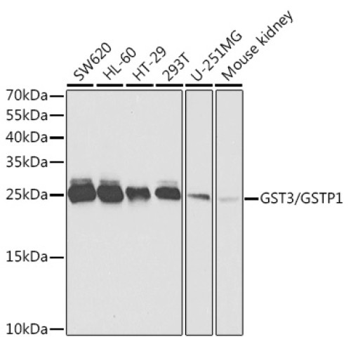 GST3/GSTP1 Rabbit pAb