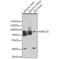 MECP2 Rabbit pAb