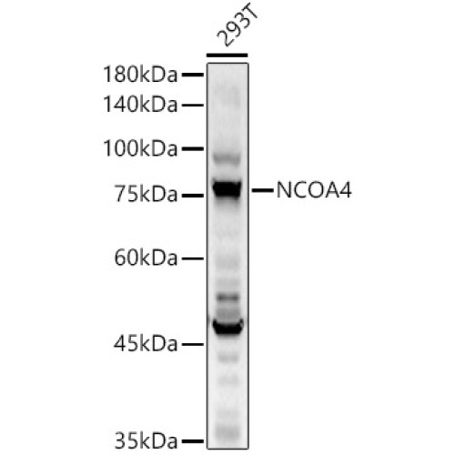 NCOA4 Rabbit pAb