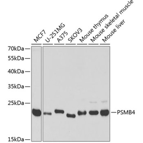 PSMB4 Rabbit pAb