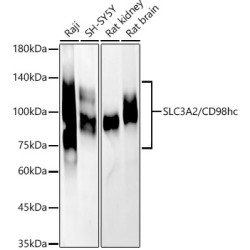 [KD Validated] SLC3A2/CD98hc Rabbit pAb