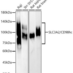 [KD Validated] SLC3A2/CD98hc Rabbit pAb