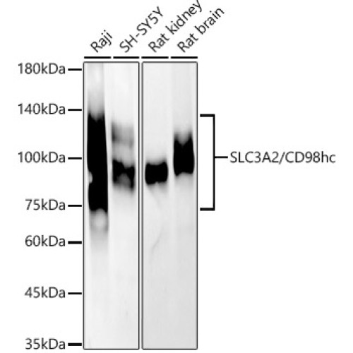 [KD Validated] SLC3A2/CD98hc Rabbit pAb