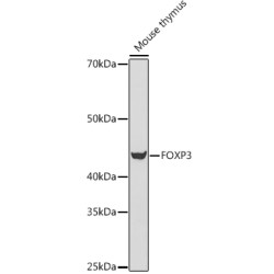 FOXP3 Rabbit pAb