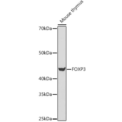 FOXP3 Rabbit pAb
