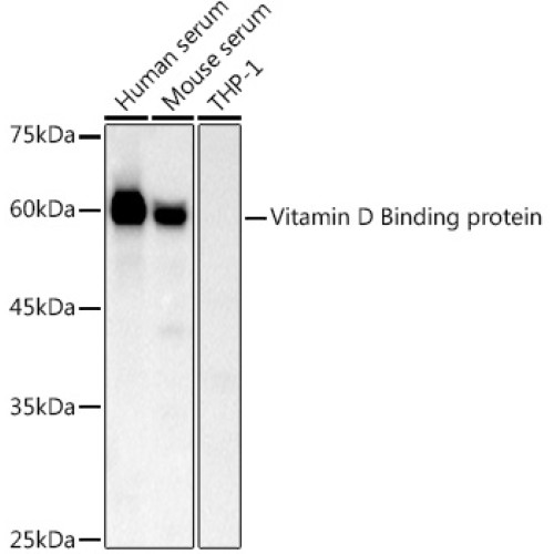 Vitamin D Binding protein Rabbit pAb