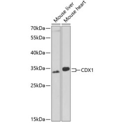 CDX1 Rabbit pAb