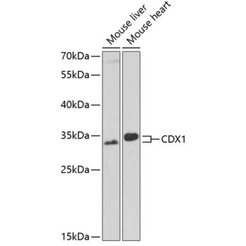 CDX1 Rabbit pAb