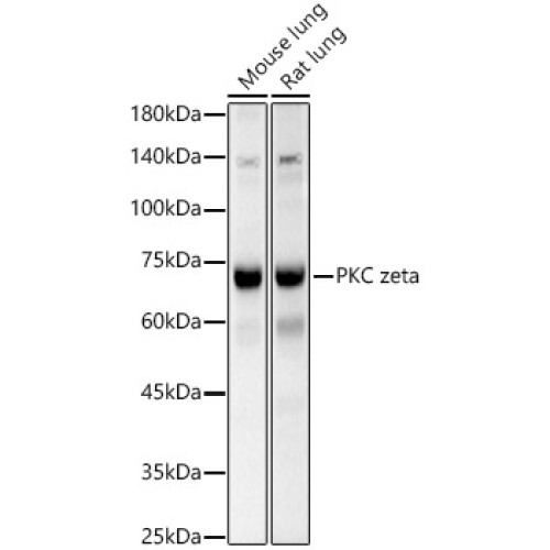 PKC zeta Rabbit pAb