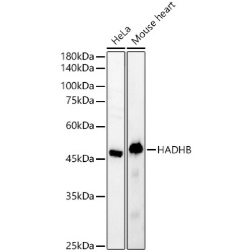 HADHB Rabbit pAb