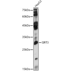 [KO Validated] SIRT3 Rabbit pAb