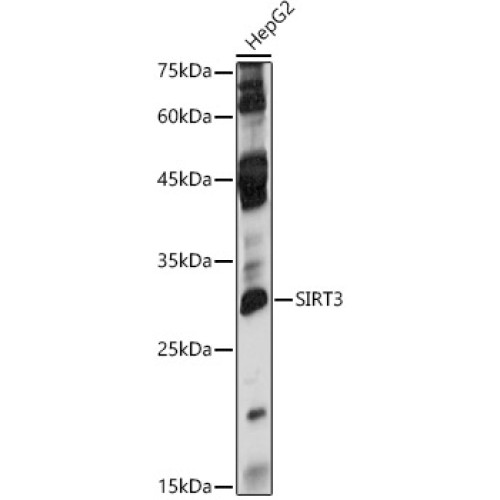 [KO Validated] SIRT3 Rabbit pAb