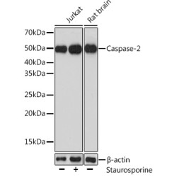 Caspase-2 Rabbit pAb