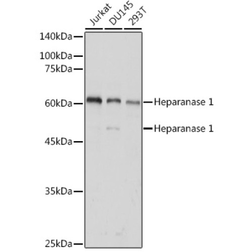 Heparanase 1 Rabbit pAb