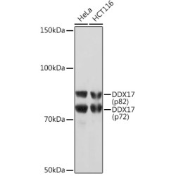DDX17 Rabbit mAb