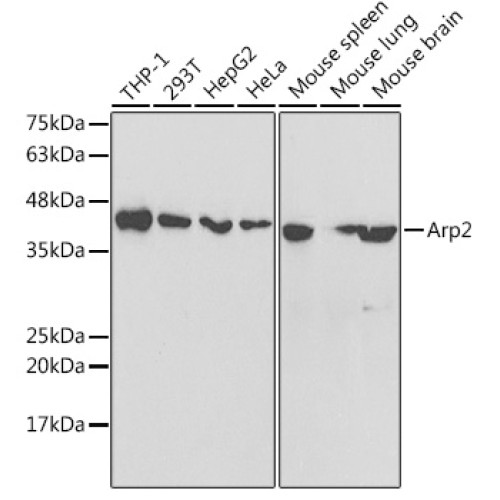 Arp2 Rabbit pAb