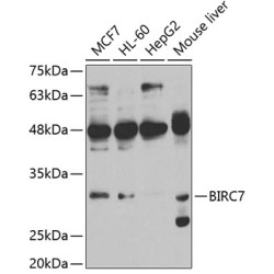 BIRC7 Rabbit pAb