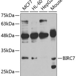BIRC7 Rabbit pAb