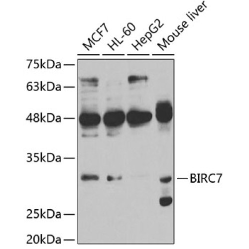 BIRC7 Rabbit pAb