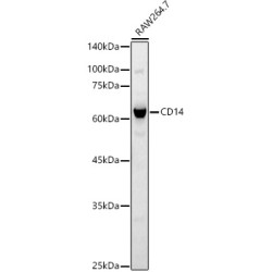 CD14 Rabbit pAb