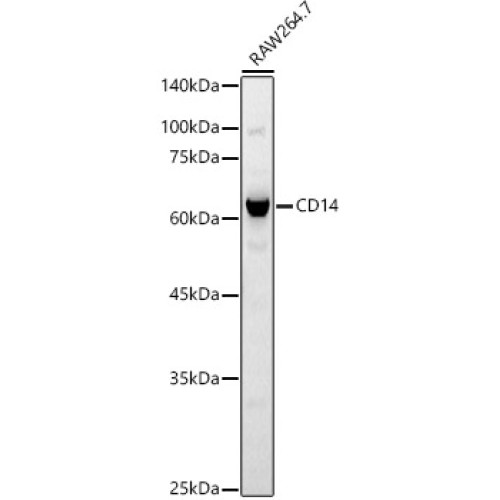 CD14 Rabbit pAb