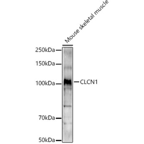 CLCN1 Rabbit pAb