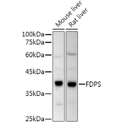 FPS/FDPS Rabbit pAb