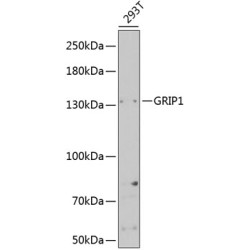 GRIP1 Rabbit pAb