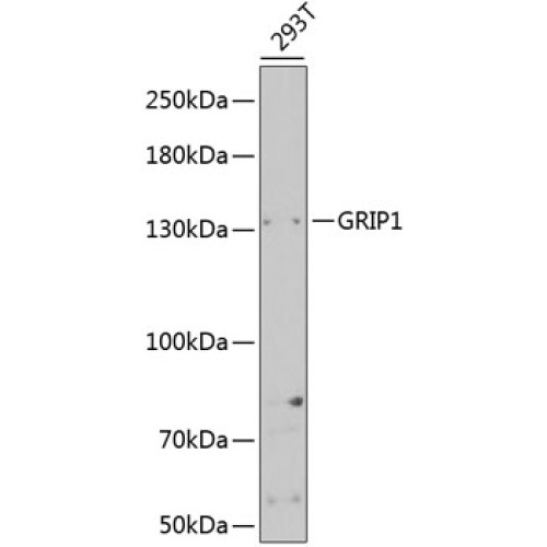 GRIP1 Rabbit pAb