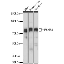IFNGR1 Rabbit pAb