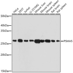 PSMA5 Rabbit pAb
