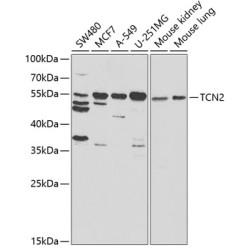 TCN2 Rabbit pAb