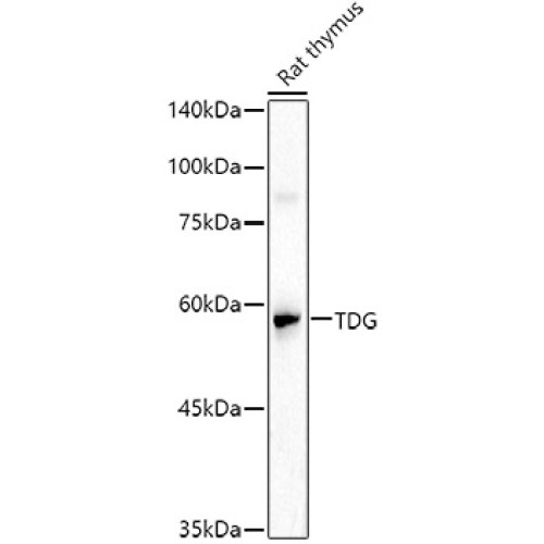 TDG Rabbit pAb
